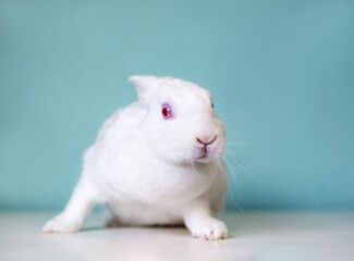 A white pet rabbit with red eyes and a nervous expression