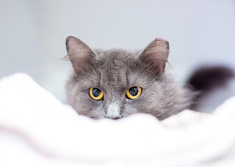 A timid shorthair cat with dilated pupils peeking over a blanket