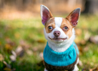 A purebred Chihuahua dog wearing a sweater