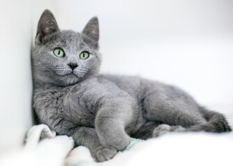 A cute gray kitten with green eyes in a relaxed position