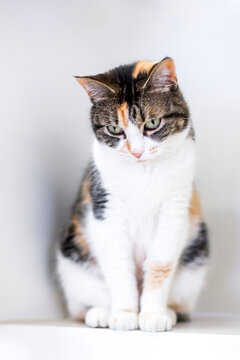 A calico shorthair cat sitting and looking down