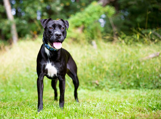 A black and white mixed breed dog with a happy expression