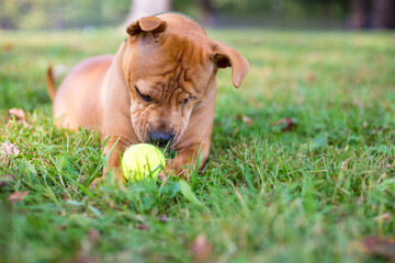 A Shar Pei mixed breed dog lying down with a ball in the grass