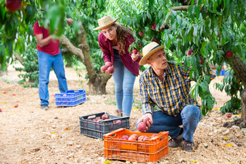 Successful male owner of orchard with assistant putting freshly gathered ripe peaches in plastic...