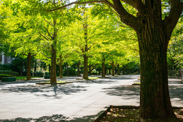 Naklejka premium 練馬区立夏の雲公園のイチョウ並木
