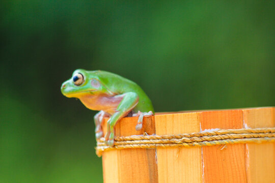 Green Tree Frog Sitting on Wooden Bucket