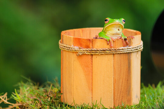 Green Tree Frog Sitting on Wooden Bucket