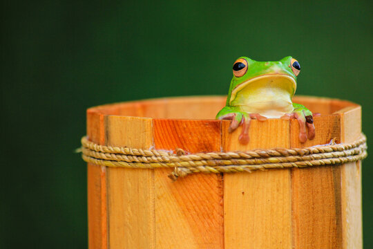 Green Tree Frog Sitting on Wooden Bucket