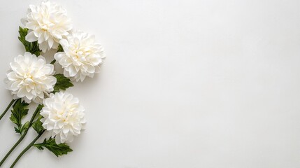 White flowers on white background, aesthetic, flat lay, for greeting cards, invitations