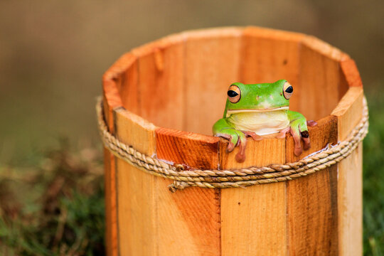 Green Tree Frog Sitting on Wooden Bucket