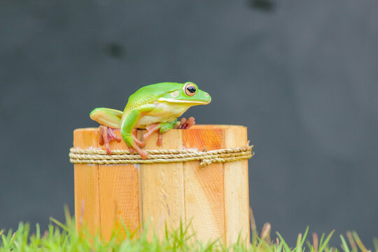 Green Tree Frog Sitting on Wooden Bucket