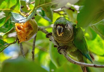 Parrot eating persimmon in tree