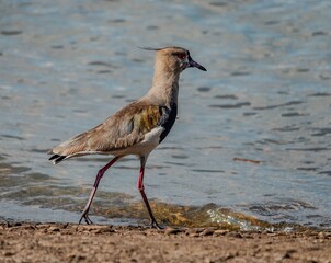 Abibe-do-sul by Waterside