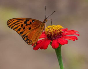 Butterfly on red flower