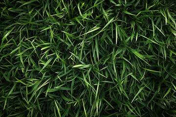 Fototapeta premium A photorealistic top view of vibrant green grass, showcasing fine details and texture in high resolution, perfect for nature, outdoor, or environmental-themed projects.