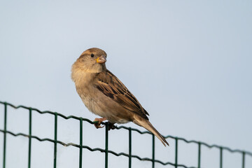 A female house sparrow (Passer domesticus) perching on a metal fence against a bright blue, cloudless sky. Close-up. Copy space