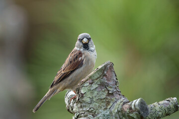 House sparrow (Passer domesticus), male, in winter plumage, sits on a cut tree trunk, looking straight into the camera. Blurred green background