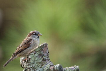 House sparrow (Passer domesticus), male, in winter plumage, sits on a cut tree trunk, Blurred green...