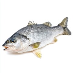 Obraz premium Fresh Whole Fish Isolated On White Background