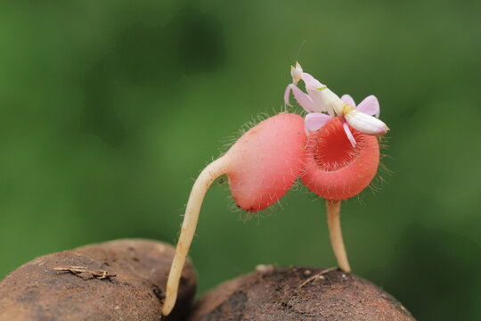 Orchid Mantis on Exotic Fuzzy Red Plant &ndash; A Stunning Macro Shot