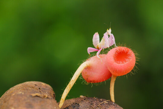 Orchid Mantis on Exotic Fuzzy Red Plant &ndash; A Stunning Macro Shot