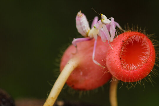 Orchid Mantis on Exotic Fuzzy Red Plant &ndash; A Stunning Macro Shot