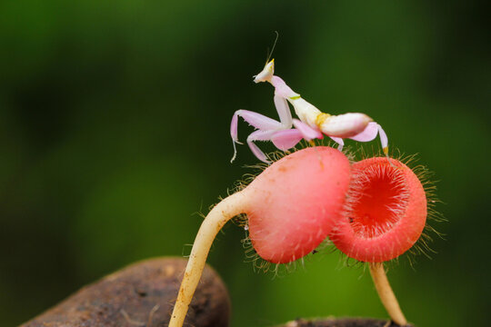Orchid Mantis on Exotic Fuzzy Red Plant &ndash; A Stunning Macro Shot