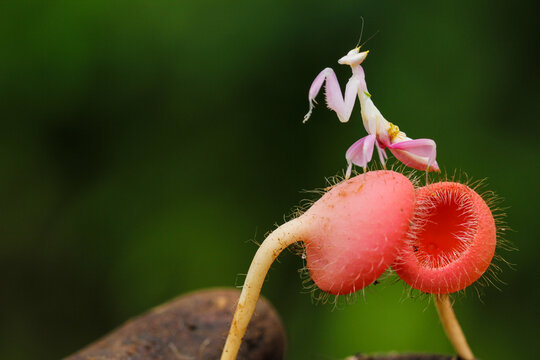 Orchid Mantis on Exotic Fuzzy Red Plant &ndash; A Stunning Macro Shot