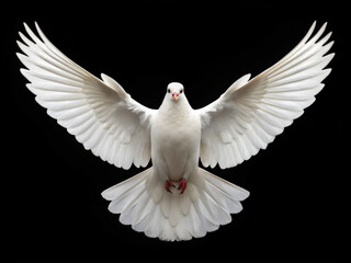 white dove flying. dove, bird, pigeon, white, peace, sky, wing, flight, flying, animal, love, feather, fly, vector, nature, blue, wings, symbol, illustration, freedom, isolated, wildlife, birds, beaut