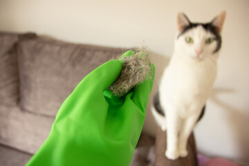 Woman cleaning cat hair. Hairball. House cleaning
