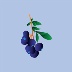 blueberry illustration isolated on clean background