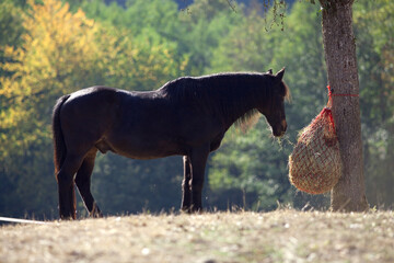 Pferd frisst Heu aus Heunetz	