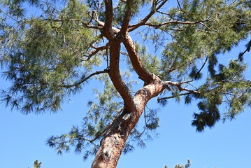 Japanese red pine (Pinus densiflora) tree. Pinaceae evergreen conifer. The bark is reddish brown and peels off in thin, scaly pieces. It is used as a garden tree or as a bonsai.