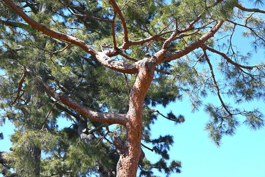 Japanese red pine (Pinus densiflora) tree. Pinaceae evergreen conifer. The bark is reddish brown and peels off in thin, scaly pieces. It is used as a garden tree or as a bonsai.