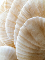 A mesmerizing close-up of delicate, overlapping seashells in soft neutral tones. The intricate patterns and subtle textures highlight organic beauty, creating a calming and elegant visual composition.