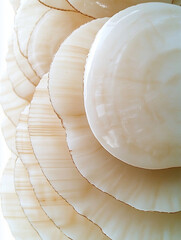 A close-up of delicate seashells with layered textures and soft ivory hues. The intricate details and natural curves create an elegant, organic composition, evoking a sense of coastal serenity.