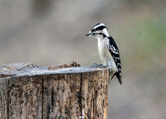 A female Downy Woodpecker poses on a stump.