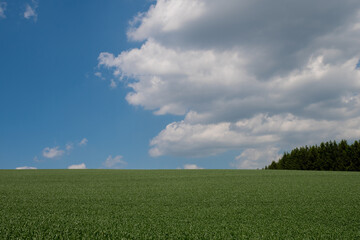 初夏の緑の麦畑と青空
