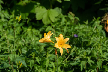 初夏の野に咲く黄色い花
