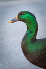 Grüner Kopf von schwarzer Ente