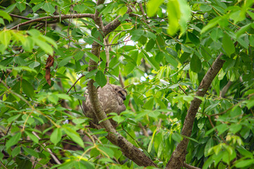 Cozy Sloth Resting Among Lush Greenery in Rincon del Mar, Colombia