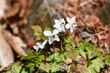 ヒュウガオウレン