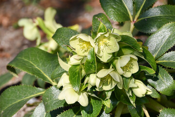 クリスマスローズ　Hellebore	
