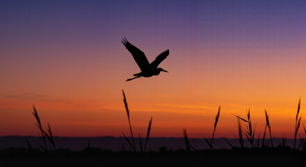 Fototapeta premium Silhouetted heron flying against vibrant sunset sky