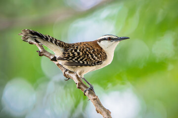 Rufous-backed Wren (Campylorhynchus capistratus) in Natural Habitat