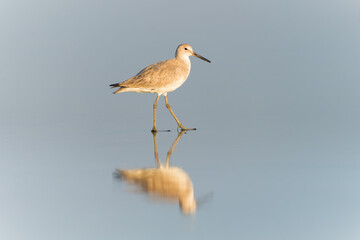 Willet (Tringa semipalmata) Reflected on Wet Sand at Costa Rican Sunset