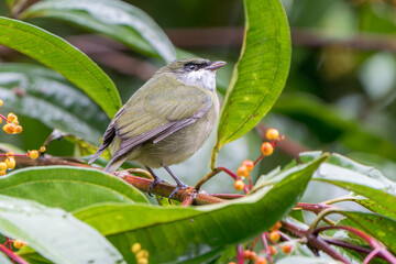 Second-year Immature Male White-ruffed Manakin (Corapipo altera) of Costa Rica