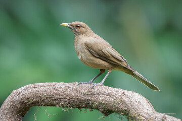 Clay-colored Thrush (Turdus grayi) - Costa Rica's National Bird
