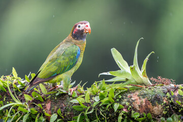 Brown-hooded Parrot (Pyrilia haematotis) Perched Among Bromeliads in Costa Rica