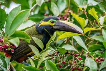 Male Yellow-eared Toucanet (Selenidera spectabilis) Feeding on Berries in Costa Rica